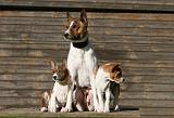 BASENJI 182